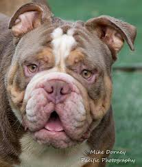 Families and individuals wanting more information on bulldogs or our rescue program may see us at: California Shelter Has 78 French And English Bulldogs To Adopt
