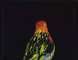 Andrew Bird Armchair Apocrypha 2007 Album Inside Cover Andrew Bird Indie Rock Apocrypha