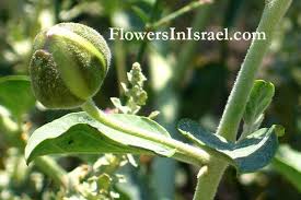 Image result for Capparis citrifolia