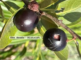 Image result for Pouteria adolfi-friederici