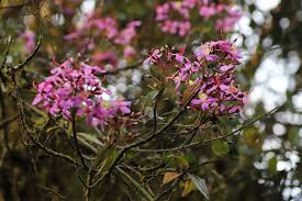 Image result for Dichaetanthera corymbosa