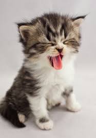 Pin By S L Dad On Mia Cute Animals Kittens Cutest Cute Cats And Kittens