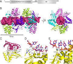 Marburg virus (marv) causes marburg virus disease in humans and nonhuman primates, a form of viral hemorrhagic fever. Structural Basis For Marburg Virus Vp35 Mediated Immune Evasion Mechanisms Pnas