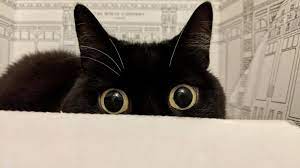 Curious Zelda On Twitter Cats And Kittens Cat Jokes Cats