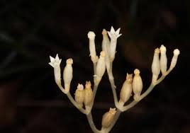 Image result for Voyria