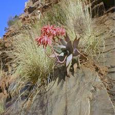Image result for Aloe ballii