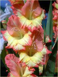 Pin On Awesome Flowers