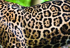Vigile a los niños en todo momento. Jaguar Wwf