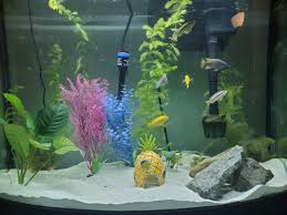 How To Setup An African Cichlid Aquarium - Youtube