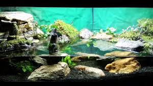 Red Clawed Mangrove Crab Tank Youtube Tanked Aquariums Aquarium Mangrove