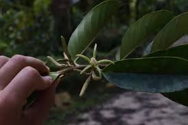 Image result for Metteniusaceae