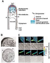 It's a one way street f1000prime rep. Root Hair Tip Growth A Diagram Summarizing The Mechanism Of Tip Download Scientific Diagram