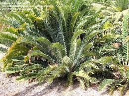 Image result for Encephalartos aplanatus
