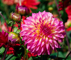 Hollyhill Dahlia Gloria Garten