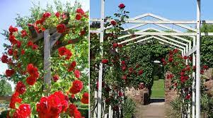 They can grow to be massive, so don't be modest when pruning. Vines With Red Flowers With Pictures And Names Identification