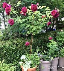 Das vorgehen von mein schöner garten ist mehr als unseriös ich habe dezember 2017 ein geschenkeabo verschenkt.geschenkeabo heisst für mein schöner garten spekuliert darauf, dass es untergeht und weiterläuft.seit januar habe ich jetzt mehrfach die kostenpflichtige hotline. Bing ä¸ã® Forum Mein Schoener Garten De ã«è¦ã¤ããã¾ãã