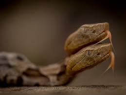 If you end up fighting other snakes make sure you aim for the tails and not the deadly head, you. The Life And Viral Fame Of Virginia S Two Headed Snake Wired