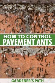One of the best ways to get rid of ants under your carpet is to sprinkle boric acid (powder) all over. How To Eradicate A Pavement Ant Infestation Gardener S Path
