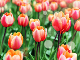 Maybe you would like to learn more about one of these? How To Grow And Care For Tulips Lovethegarden