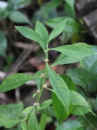 Image result for Struchium