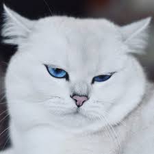 me trying to wink at the kitty next door lustige katzen katzen