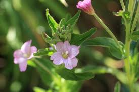 Image result for Epilobium