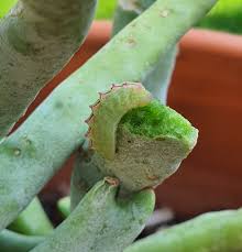 Image result for Millettia eetveldeana