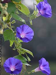 We did not find results for: Morning Glory Seed Propagation Germinating Seeds Of Morning Glory