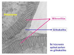 The glycocalyx, also known as the pericellular matrix, is a glycoprotein and glycolipid covering that surrounds the cell membranes of some bacteria, epithelia, and other cells. Hucre Zari Ppt Indir