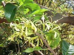 Image result for Turraea floribunda