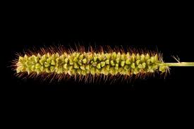 Image result for Setaria pumila