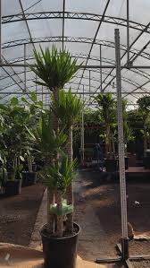 Image result for yucca gigantea en casa