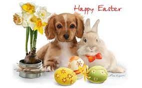 Happy Easter Frohe Ostern Niedliche Welpen Hasen Bilder