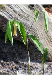 Image result for Clutia sessilifolia