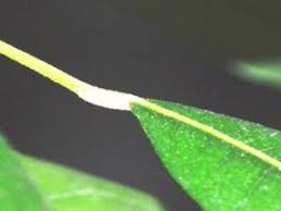 Image result for Cola greenwayi