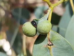 Image result for Maerua bussei