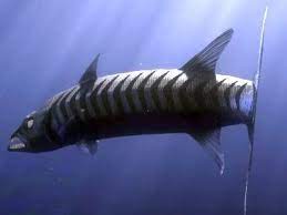 Finding nemo (2003) barracuda attack with healthbars. Barracuda Finding Nemo Nemo Finding Nemo 2003
