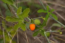 Image result for Corallocarpus bainesii