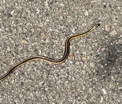 My dad found this little garter while on a walk. Any idea on the specific  species? (SE Wisconsin) : r/snakes