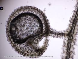 Image result for Utricularia appendiculata