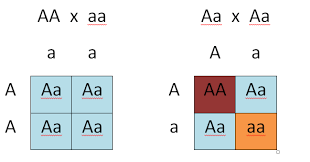 Determining Genotypes And Phenotypes Using Punnett Squares