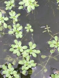 Image result for Callitriche vulcanicola