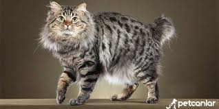 kedi cinsleri ve irkari petcanlar com