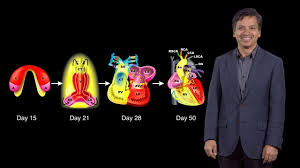 Heart development (also known as cardiogenesis) refers to the prenatal development of the heart. Bench To Bedside A Change Of Heart Pt 1 Embryonic Heart Development Deepak Srivastava Youtube