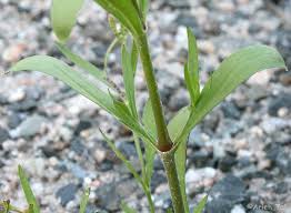 Image result for Silene