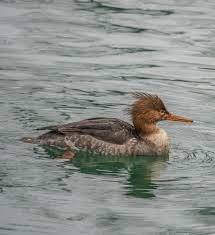 We did not find results for: What S The Difference Between Female Common And Red Breasted Mergansers Toronto Island February 4 2020 Miles Hearn