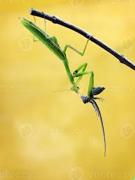 There are a lot of birds who. Praying Mantis Eating A Wall Lizard 716863 Stock Photo At Vecteezy