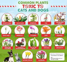 Mild gastrointestinal disturbances and skin irritation these super popular flowers are deadly toxic to. 10 Common Flowers Poisonous To Dogs And How To Spot Them In 2021 Plants Toxic To Dogs Cat Plants Toxic Plants For Cats