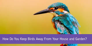 The hook is usually attached to a fishing line, which is often attached to a fishing rod.modern fishing rods are usually fitted with a fishing reel that functions as a mechanism for storing, retrieving and paying out the line. How Do You Keep Birds Away From Your House And Garden Pest Control Faq