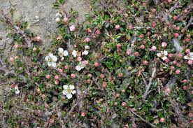 Image result for Cotoneaster microphyllus